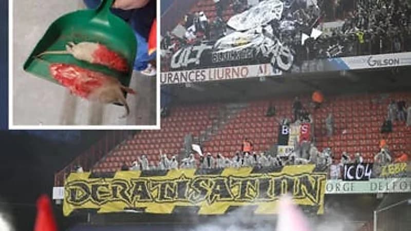 جماهير يلقون فئران ميتة على مدرجات الفريق المنافس