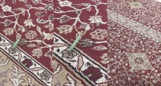 بالفيديو.. " حشرة " ترفع يديها باتجاه القبلة أثناء تلاوة القرآن