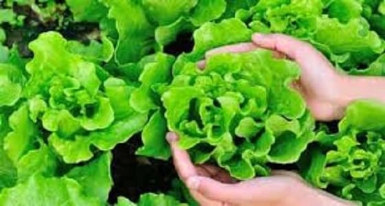 الخس يساعدك على التخلص من الأرق