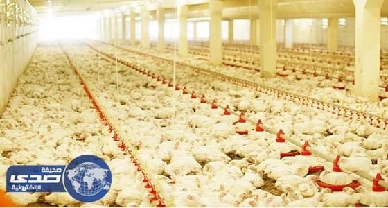 ⁠⁠⁠⁠⁠المملكة تحظر استيراد الطيور الحية من زيمبابوي