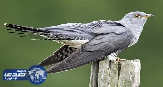 عالم طيور بريطاني: " الوقواق " طائر مخادع