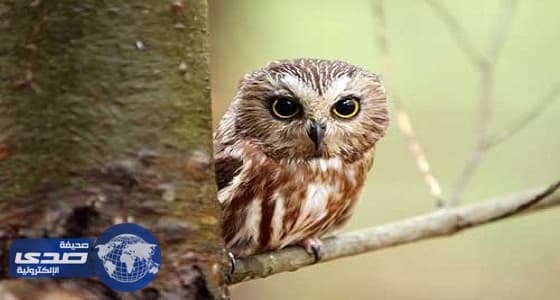 بومة تعطل اتصالات الشرطة البريطانية جنوب غرب انجلترا