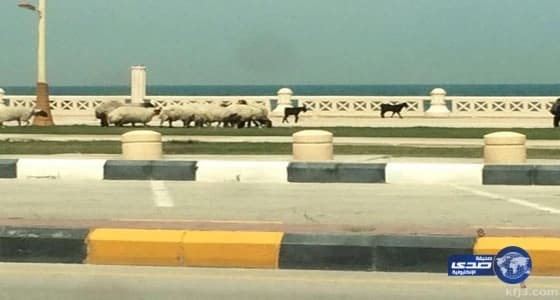 شاهد.. شاب أمريكي يتقن اللهجة السعودية ويفاجئ أحد المواطنين