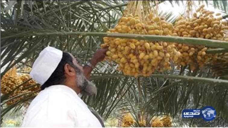 " خراف الرطب " .. مهنة تتوارثها الأجيال ومهارة تقبل التطوير