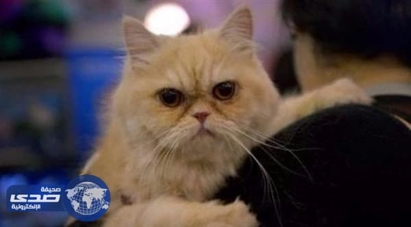 مؤسسة يابانية تستعين بالقطط والكلاب لتخفيف التوتر عن موظفيها