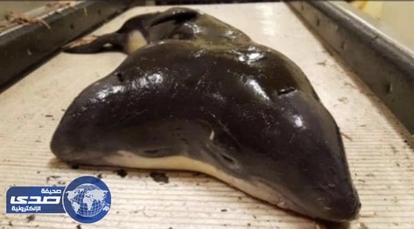 توأم ملتصق لحيوان بحري يثير حيرة العلماء