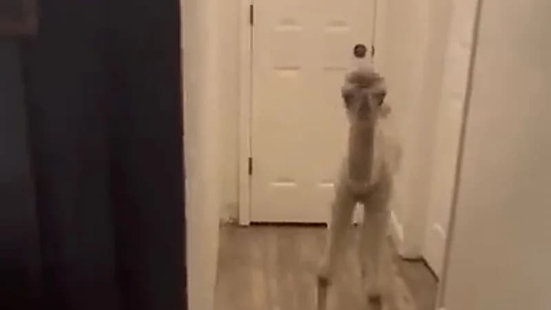 بالفيديو.. فتاة ترعى حوار في منزلها وتثير جدلاً واسعًا