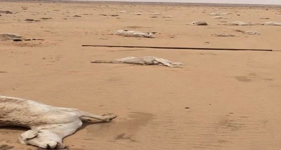 نفوق 150 رأسا من الغنم.. والسبب سيول " نمران "