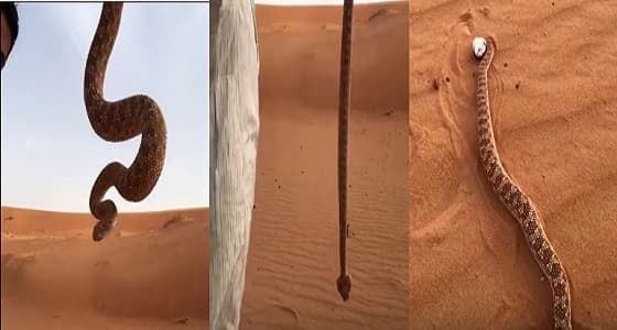 بالفيديو.. قتل " أم جنيب " في ثواني دون استخدام أدوات