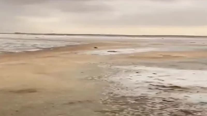 شاهد.. لحظة تساقط الثلوج على القريات