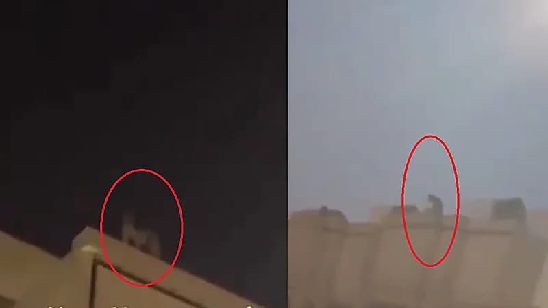 فيديو.. نمر يتجول أعلى سطح منزل بالرياض و" الحياة الفطرية" تتدخل