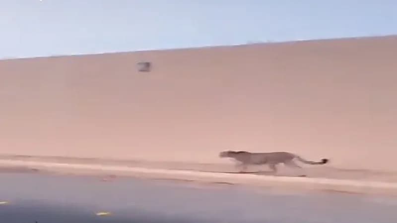 شاهد.. فهد يسير طليقًا في "الجبيلة"