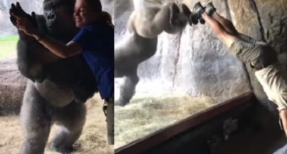 بالفيديو.. غوريلا تشعل مواقع التواصل بحركاتها