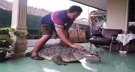 بالصور.. عائلة تربي تمساحا رغم وزنه المرعب