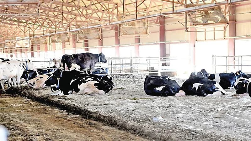 ظهور حالات إصابة بالحمى القلاعية في الكويت