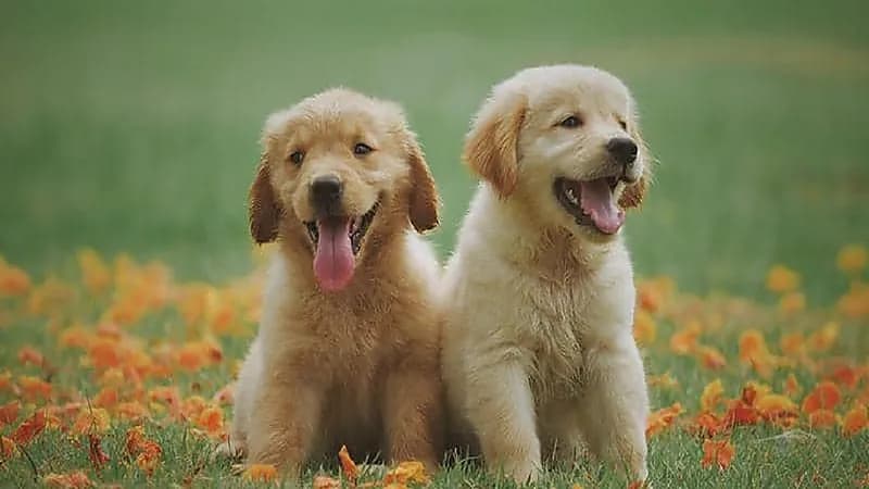 علماء: الكلاب قادرة على كشف كذب البشر