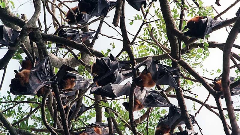 اكتشاف فيروسين جديدين في الصين ينذران بجائحة