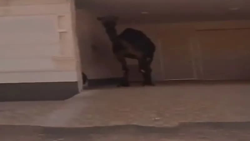 شاهد: ناقة تختبئ في الظل بسبب شدة الحرارة 