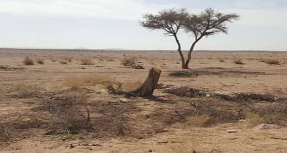 بالصور.. أشخاص امتهنوا سرقة الطبيعة بمركز " مشاش جرود "