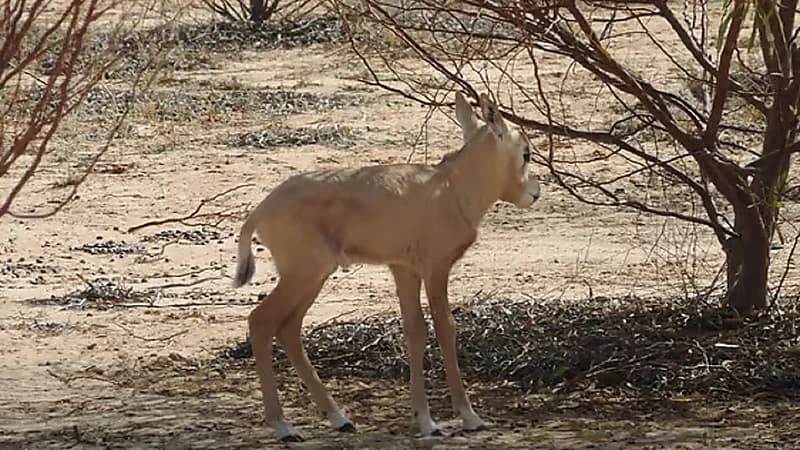 ولادة أول مها عربي مهدد بالانقراض في منتزه القصيم .. صور