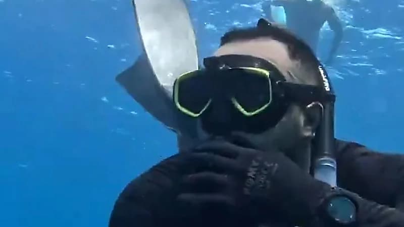 يزيد الدريني يشارك رحلة الغوص للبحث عن السلاحف البحرية في البحر الأحمر.. فيديو