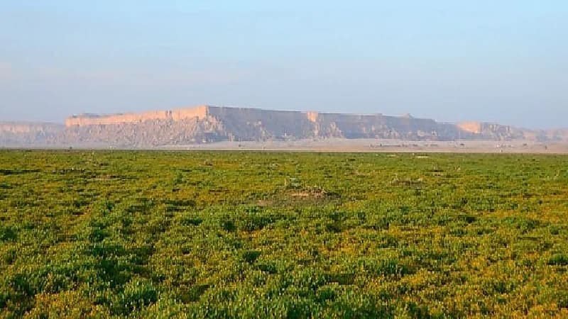 ضبط مواطن ارتكب مخالفة رعي في محمية الملك عبدالعزيز الملكية