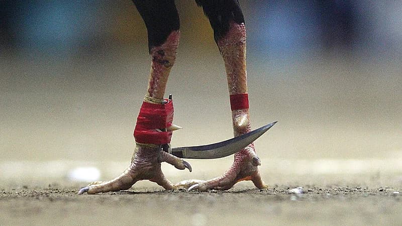 القبض على ديك قتل صاحبه طعنًا بمكان حساس!