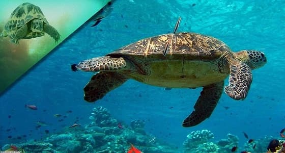 سلحفاة بحرية تقتل 8 أطفال في مدغشقر