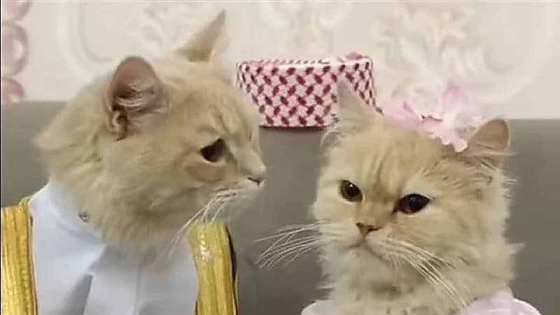 شاهد .. حفل زفاف خليجي لقط وقطة على أنغام أغنية "ليلة الخميس"