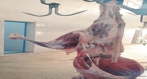 بالصور.. إعدام ذبيحة لإصابتها بنجران