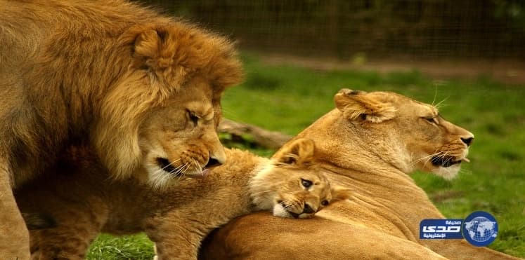 بالفيديو.. رجال أعمال من غزة في أحضان ضباط من الجيش الإسرائيلي