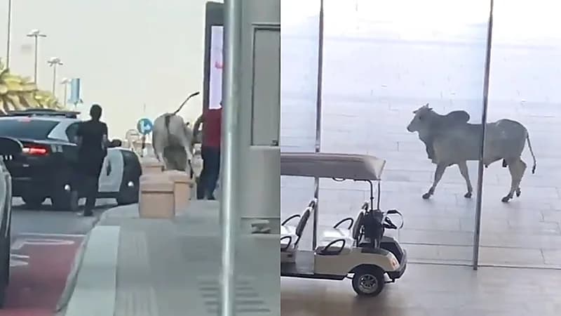 فيديو..ظهور ثور أمام مكتبة الملك فهد في الرياض