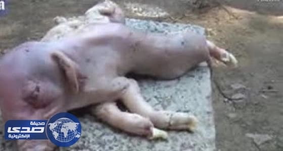 بالفيديو.. ولادة نادرة لخنزير بجسدين وثمانية أرجل