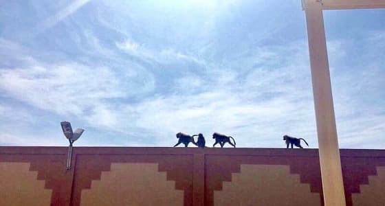 بالصور.. قرود بجامعة بيشة تثير خوف الطالبات