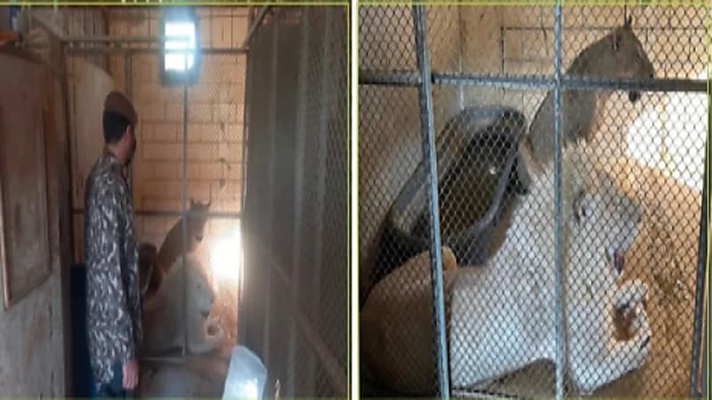 ضبط مواطن بحوزته 3 أسود في الرياض