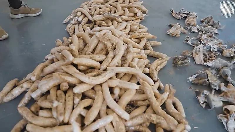 إحباط محاولة تهريب أكثر من 400 ألف حبة من الإمفيتامين مخبأة في فرو أغنام.. فيديو