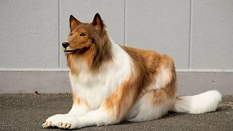 يابانيون ينفقون أموالاً باهظة ليتحولون إلى حيوانات