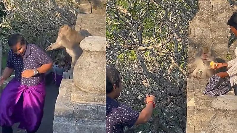 قرد يخطف نظارة من رجل وسيدة تستعيدها له بحيلة ودهاء .. فيديو