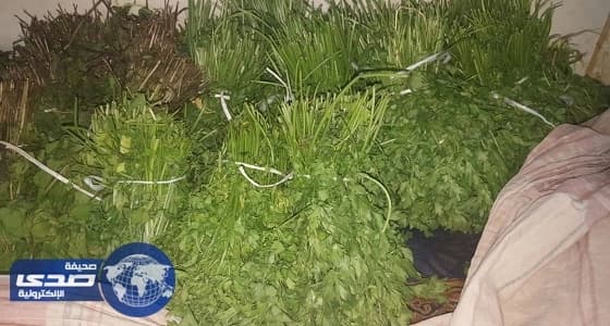 ⁠⁠⁠⁠⁠بالصور.. أمانة الشمالية تضبط أعشاب وخضروات ملوثة بالمبيدات