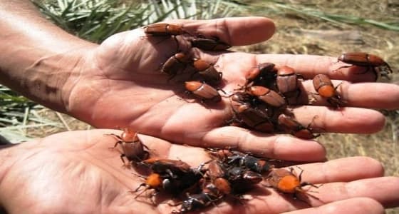 برنامج مكافحة سوسة النخيل يكشف عن 6 مكونات للقضاء عليها