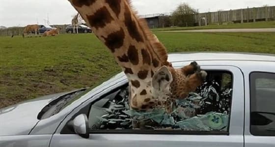 بالفيديو.. لحظة تحطم نافذة سيارة على رأس زرافة بطريقة مروعة