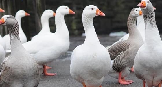 طيور نادرة مهددة بالإنقراض في إيران