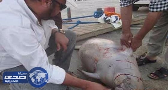 محميات البحر الأحمر المصرية تعثر على عروس بحر نافقة بالغردقة