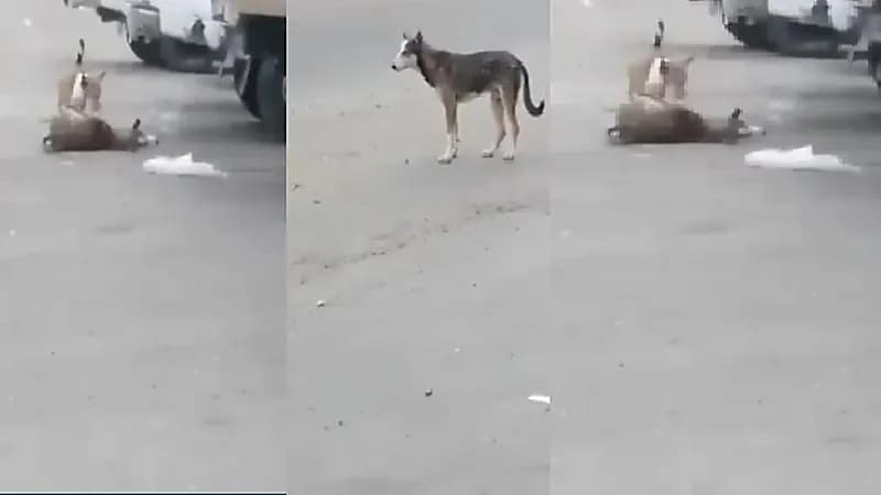 القبض على قاتل الكلاب في الداير