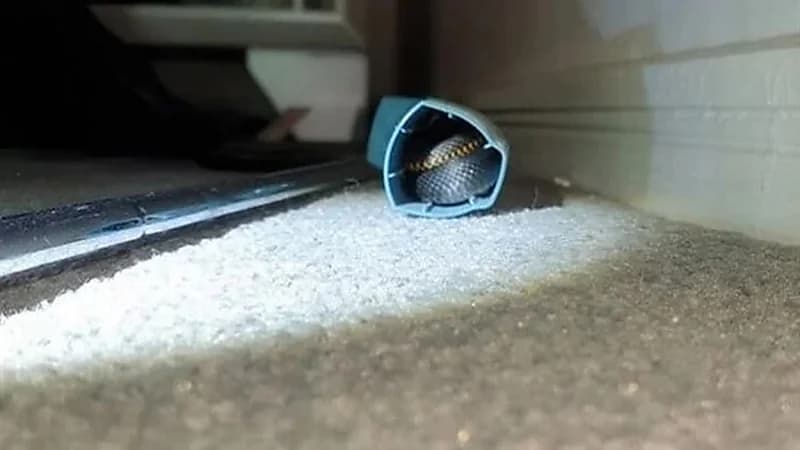 فتاة تتفاجأ بثعبان سام مختبئ داخل جهاز الاستنشاق الخاص بها 