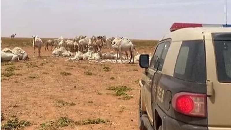 ضبط مخالف لنظام البيئة لارتكابه مخالفة رعي بمحمية الملك سلمان الملكية