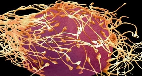 دراسة: عملية تخصيب بويضة الأنثى ليست معركة عشوائية بل تتم وفق شروط