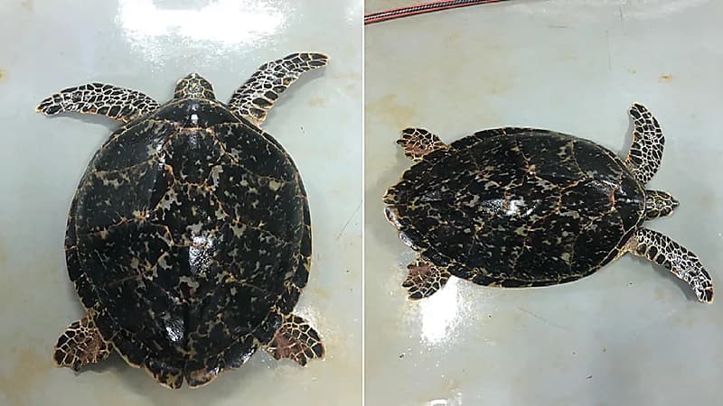 بالفيديو.. الحياة الفطرية تتفاعل مع بلاغ بوجود سلحفاة تعاني من مشكلة في الغطس