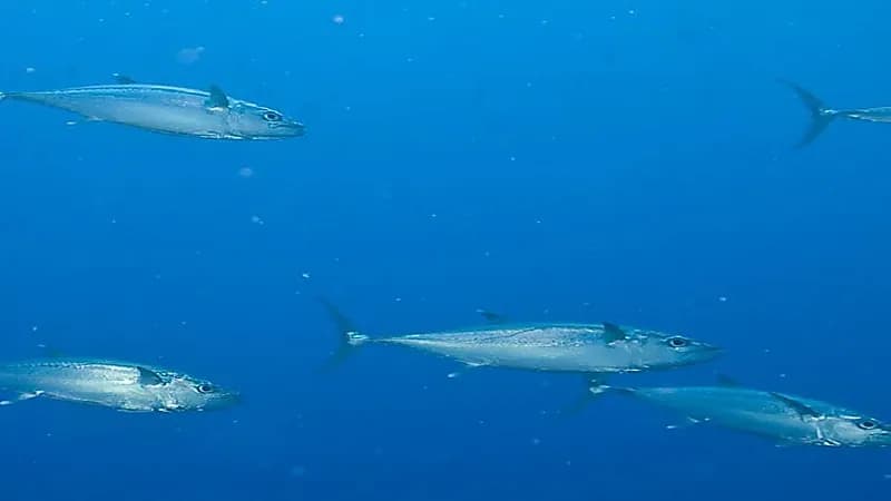 وزارة البيئة تعلن انتهاء فترة حظر صيد الكنعد