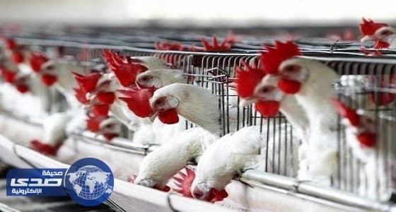 وزارة البيئة تحظر استيراد الطيور الحية من الولايات المتحدة الأمريكية